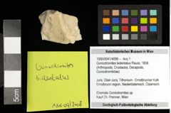 Foto (Objekt + Etiketten) von Goniodromites bidentatus (Reuss, 1858) 